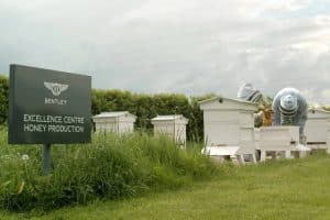 2023-Bentley-Honey-3-2048×1366