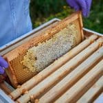 2023-Bentley-Honey-4-2048x1367