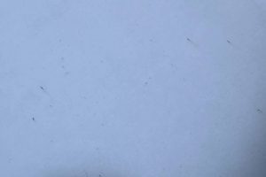 CTOC-2024-Tesla-Cybertruck-rust-3-scaled