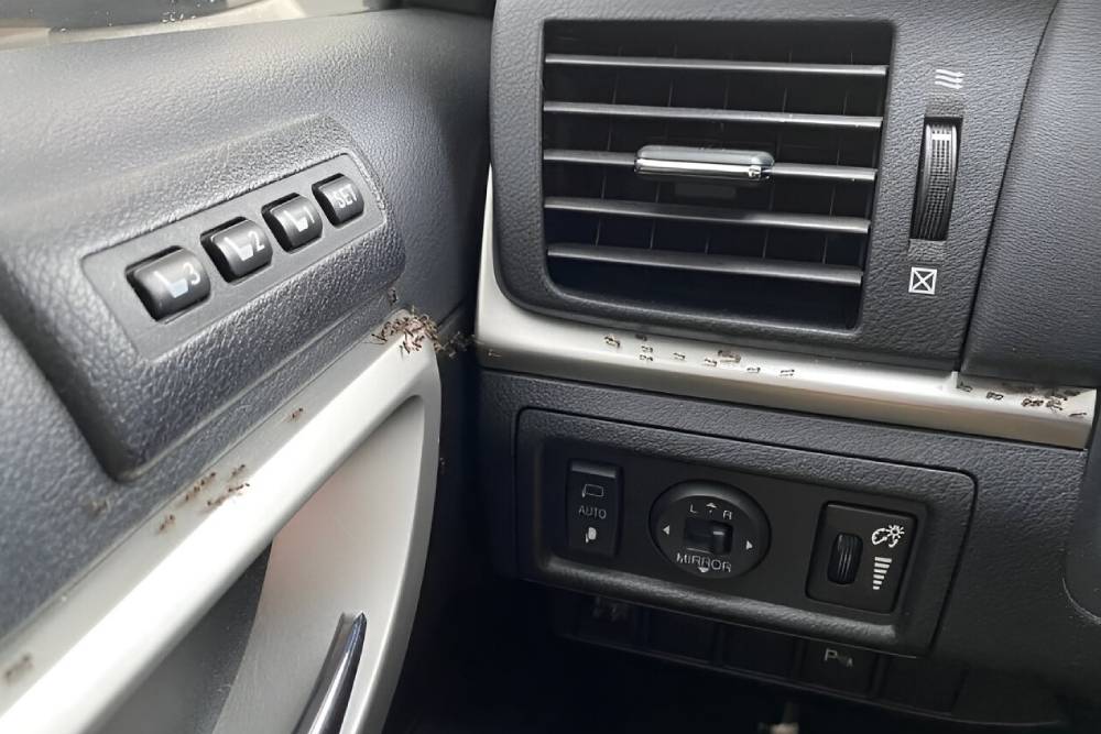 Τα μυρμήγκια αγαπάνε τα αυτοκίνητα!