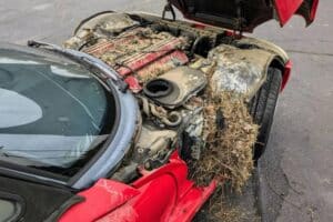 Dodge_Viper_1996_forgotten (2)