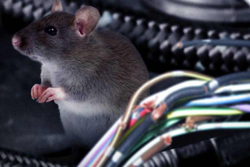 https://autogreeknews.gr/wp-content/uploads/2025/03/rats-wiring.jpg