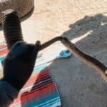 cybertruck off road broken suspension 03