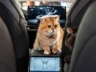 Οι γάτες είναι ο νέος πονοκέφαλος της Tesla