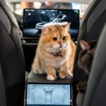 tesla vs cats